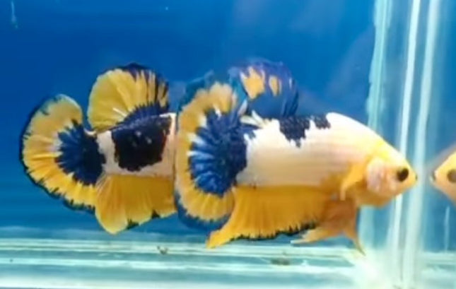 Assorted Premium Grade Yellow Fancy Male Betta - Nano Tanks Australia Aquarium Shop