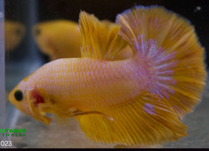 Assorted Premium Grade Yellow Fancy Male Betta - Nano Tanks Australia Aquarium Shop