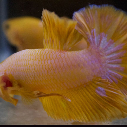 Assorted Premium Grade Yellow Fancy Male Betta - Nano Tanks Australia Aquarium Shop