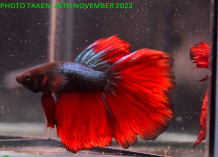 Assorted Red Base Halfmoon Male Betta - Nano Tanks Australia Aquarium Shop