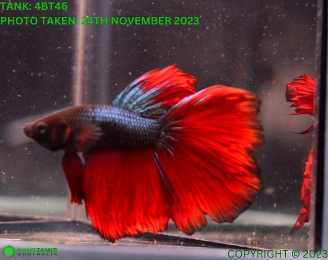 Assorted Red Base Halfmoon Male Betta - Nano Tanks Australia Aquarium Shop