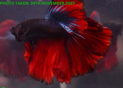 Assorted Red Base Halfmoon Male Betta - Nano Tanks Australia Aquarium Shop