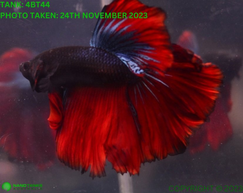 Assorted Red Base Halfmoon Male Betta - Nano Tanks Australia Aquarium Shop