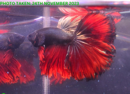 Assorted Red Base Halfmoon Male Betta - Nano Tanks Australia Aquarium Shop