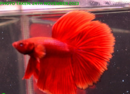 Assorted Red Base Halfmoon Male Betta - Nano Tanks Australia Aquarium Shop