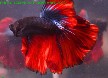 Assorted Red Base Halfmoon Male Betta - Nano Tanks Australia Aquarium Shop