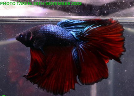 Assorted Red Base Halfmoon Male Betta - Nano Tanks Australia Aquarium Shop