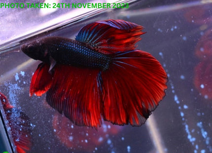 Assorted Red Base Halfmoon Male Betta - Nano Tanks Australia Aquarium Shop