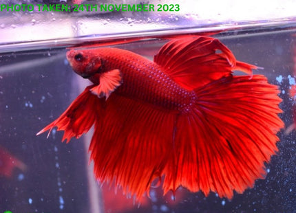 Assorted Red Base Halfmoon Male Betta - Nano Tanks Australia Aquarium Shop