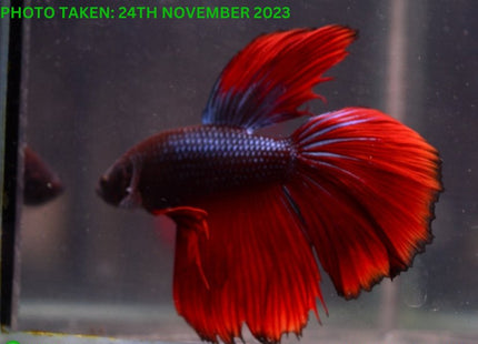 Assorted Red Base Halfmoon Male Betta - Nano Tanks Australia Aquarium Shop