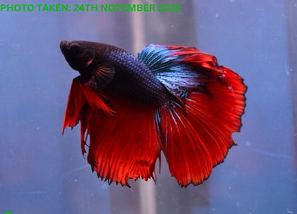 Assorted Red Base Halfmoon Male Betta - Nano Tanks Australia Aquarium Shop