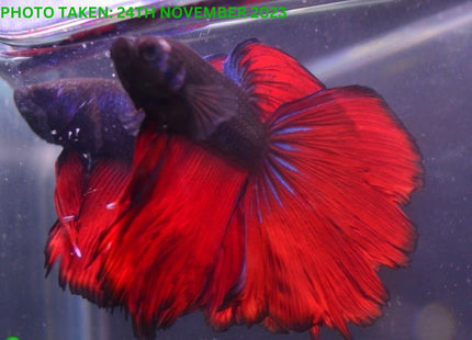 Assorted Red Base Halfmoon Male Betta - Nano Tanks Australia Aquarium Shop