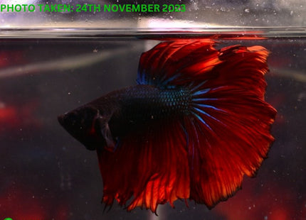 Assorted Red Base Halfmoon Male Betta - Nano Tanks Australia Aquarium Shop