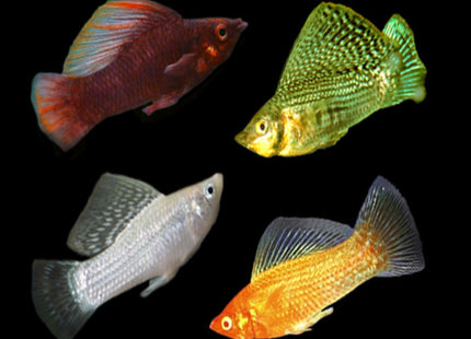 Assorted Sailfin Mollies Males - Nano Tanks Australia Aquarium Shop