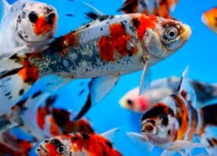 Assorted Shubunkin Goldfish 5cm - Nano Tanks Australia Aquarium Shop