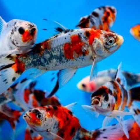Assorted Shubunkin Goldfish 5cm - Nano Tanks Australia Aquarium Shop