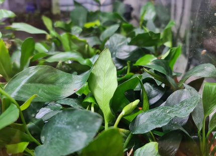Assorted Small Anubias - Nano Tanks Australia Aquarium Shop