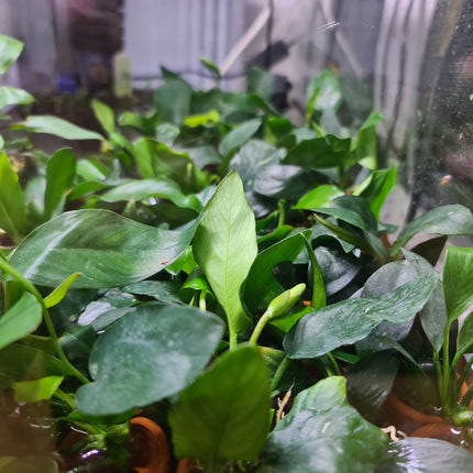 Assorted Small Anubias - Nano Tanks Australia Aquarium Shop