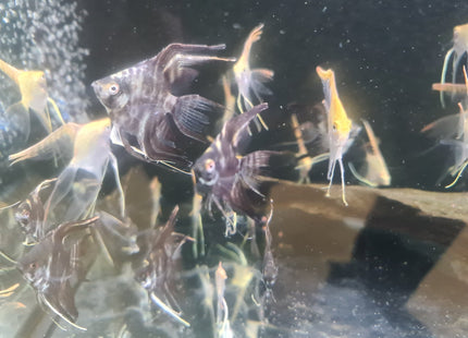 Assorted Veiltail Angelfish 3-5cm - Nano Tanks Australia Aquarium Shop