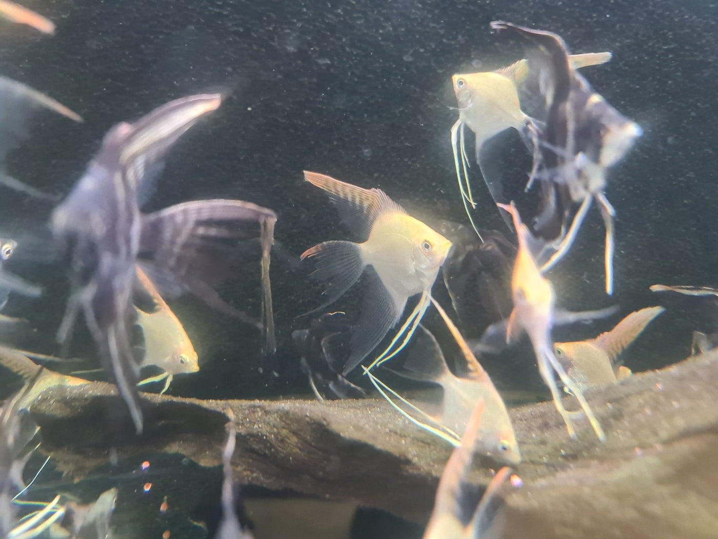 Veiltail angelfish best sale for sale