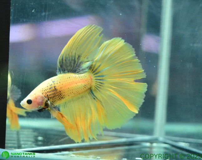 Assorted Yellow Base Halfmoon Male Betta - Nano Tanks Australia Aquarium Shop