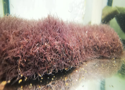 Australian Black Worms Live Worms Blackworms - Nano Tanks Australia Aquarium Shop