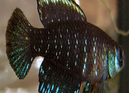 Austrolebias nigripinnis - Nano Tanks Australia Aquarium Shop