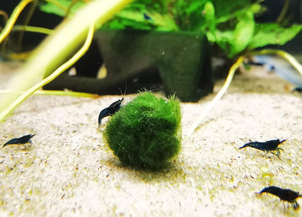 AVAILABLE NOW: Locally Grown Marimo Moss Balls 1cm - Nano Tanks Australia Aquarium Shop