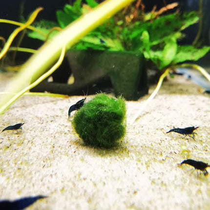 AVAILABLE NOW: Locally Grown Marimo Moss Balls 1cm - Nano Tanks Australia Aquarium Shop