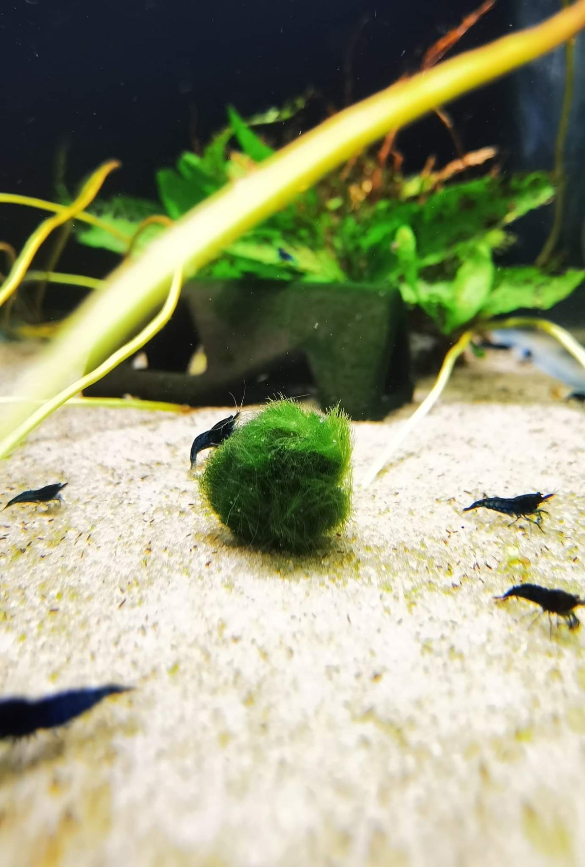 AVAILABLE NOW: Locally Grown Marimo Moss Balls 1cm - Nano Tanks Australia Aquarium Shop