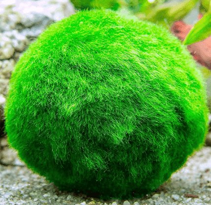 AVAILABLE NOW: Locally Grown Marimo Moss Balls 1cm - Nano Tanks Australia Aquarium Shop