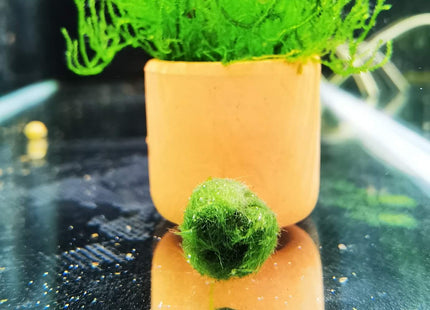 AVAILABLE NOW: Locally Grown Marimo Moss Balls 1cm - Nano Tanks Australia Aquarium Shop