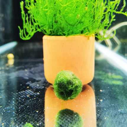 AVAILABLE NOW: Locally Grown Marimo Moss Balls 1cm - Nano Tanks Australia Aquarium Shop