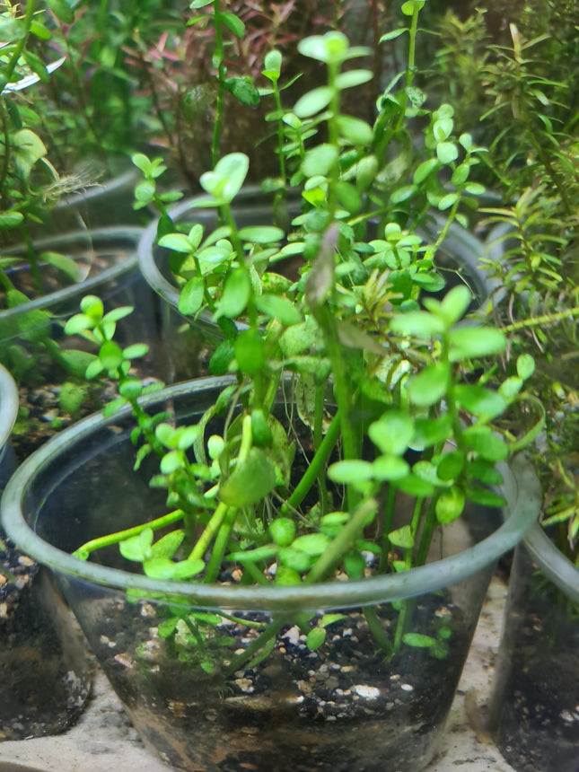 Baby Tears 5 Stems 10cm - Nano Tanks Australia Aquarium Shop