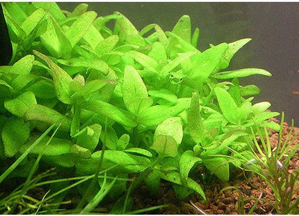 Bacopa monnieri 5 stems 10cm long - Nano Tanks Australia Aquarium Shop