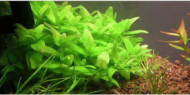 Bacopa monnieri 5 stems 10cm long - Nano Tanks Australia Aquarium Shop