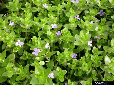 Bacopa sp. Japan 5 stems around 10cm each - Nano Tanks Australia Aquarium Shop