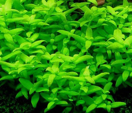 Bacopa sp. Japan 5 stems around 10cm each - Nano Tanks Australia Aquarium Shop