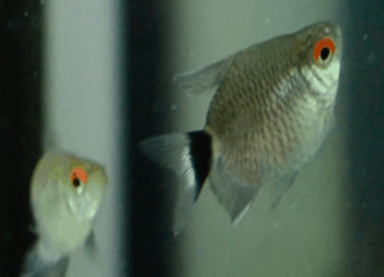 Balloon Red Eye Tetra - Nano Tanks Australia Aquarium Shop