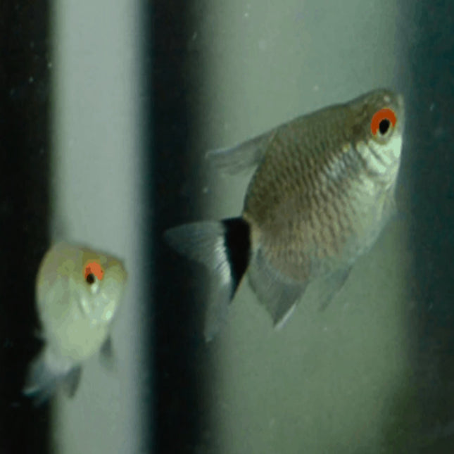 Balloon Red Eye Tetra - Nano Tanks Australia Aquarium Shop