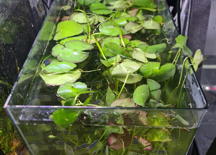 Banana Lily in pots - Nano Tanks Australia Aquarium Shop