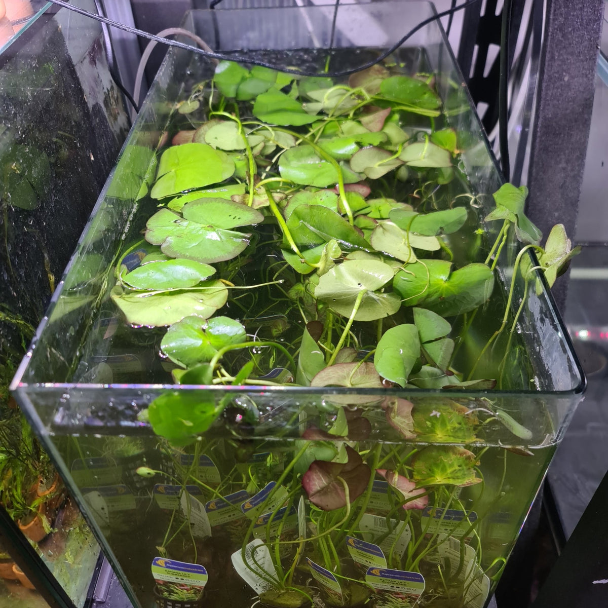 Banana Lily in pots – Nano Tanks Australia Aquarium Shop