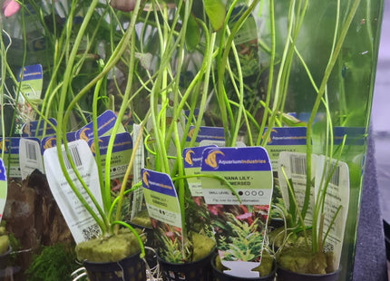 Banana Lily in pots - Nano Tanks Australia Aquarium Shop