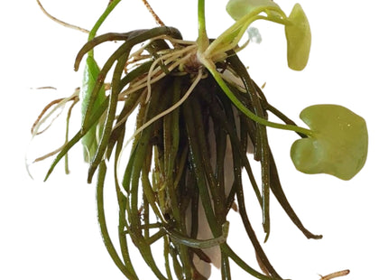 Banana Lily (Nymphoides aquatica) bare root - Nano Tanks Australia Aquarium Shop