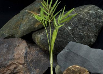 Bella Palms - Nano Tanks Australia Aquarium Shop