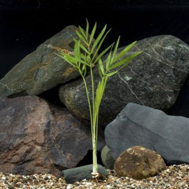 Bella Palms - Nano Tanks Australia Aquarium Shop