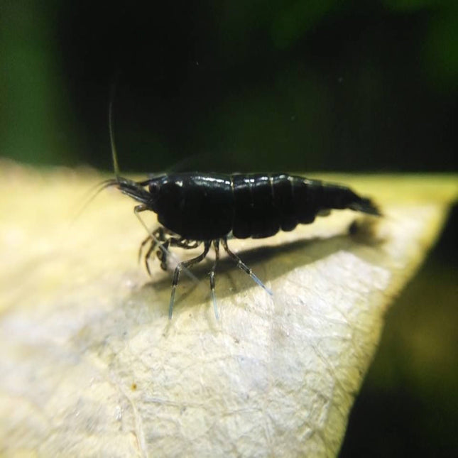 Black Cherry Shrimp - Nano Tanks Australia Aquarium Shop