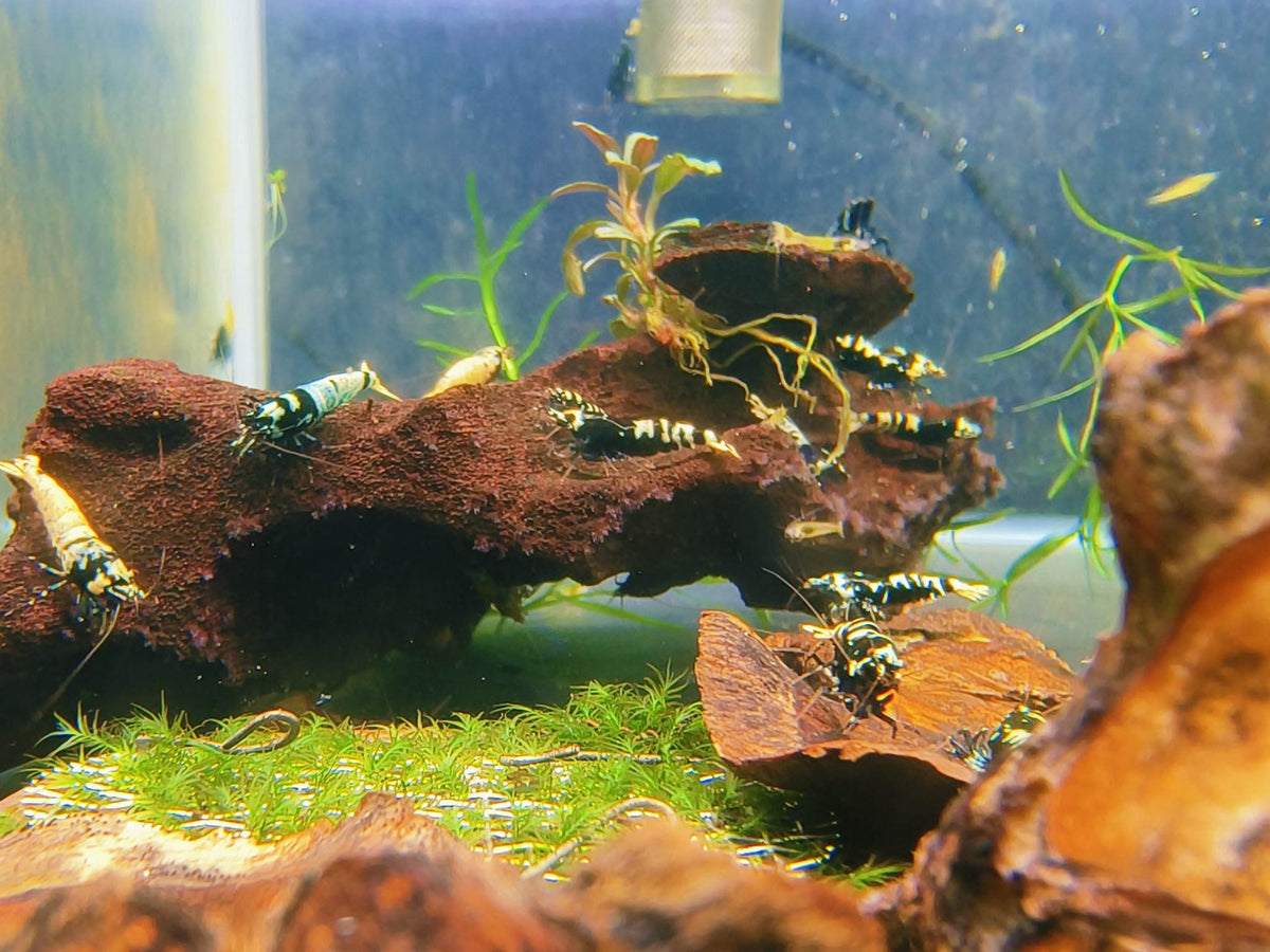 Black Galaxy Tiger Shrimp - Nano Tanks Australia Aquarium Shop