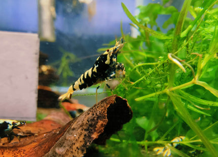 Black Galaxy Tiger Shrimp - Nano Tanks Australia Aquarium Shop