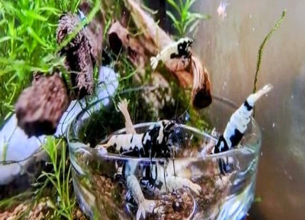 Black Galaxy Tiger Shrimp - Nano Tanks Australia Aquarium Shop